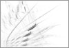 Drawing of &Aacute;gnes Hincz [Click for the larger image, 800 x 559, 188.2 kB]