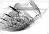 Drawing of &Aacute;gnes Hincz [Click for the larger image, 800 x 559, 90.8 kB]