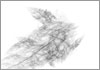 Drawing of &Aacute;gnes Hincz [Click for the larger image, 800 x 559, 67.0 kB]